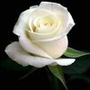 user164700677