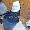 haryad_galaly1515