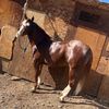 jaliscoo701