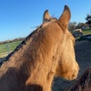 equine_cowboy