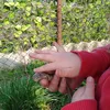 lolli091