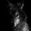_.wolf._.man._