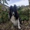 villagedog