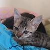emak ucing