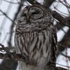 donnawhitcomb770