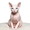cat.100.pel0