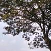 tabrliann