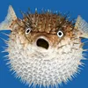kona_aku