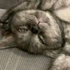 liza237_