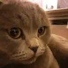 alina4.04