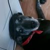 doddi2002