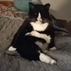 amanda_cat_mom