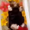 covert_ramzy
