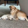 az_sunnypuppy