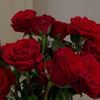 mor_155