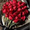 user16203878