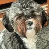 joy_lovedog