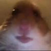 afoo479