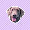 silverlab_sophie