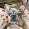 ohanathefrenchie