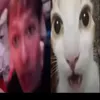 phamanh508