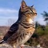 meowoewmian