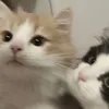mykayychamsup