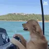 dogonboat