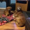 mythreegoldens