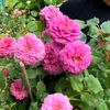rose987664