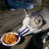 sukathehusky