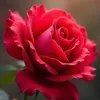 thao.nguyn6849