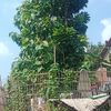 nando.dan.adelia