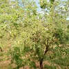 saidadobiyakhalil