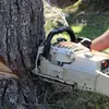 thetreegeezer