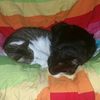 mousxia