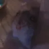 myhamstersp00