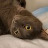 luvkitty01