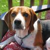 scoutthebeagle05