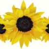 sunflowercrowncreations