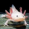 happy_axolotl1