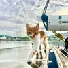 MoxtheBoat | Sailing Cat 🐈