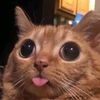 gato_gatito3