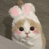 Pets Togo