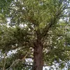 coclulu