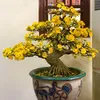 Kích rễ mai vàng a01 2 tặng 2