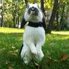 bunny_aleks
