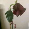 natantonatan123
