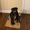barbarathepug