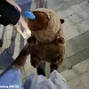 kcojcamon